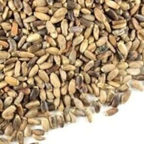 MILK THISTLE SEEDS