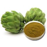 ARTICHOKE POWDER