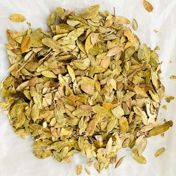 UVA URSI