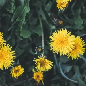 HEALTH BENEFITS OF DANDELION YOU SHOULD KNOW