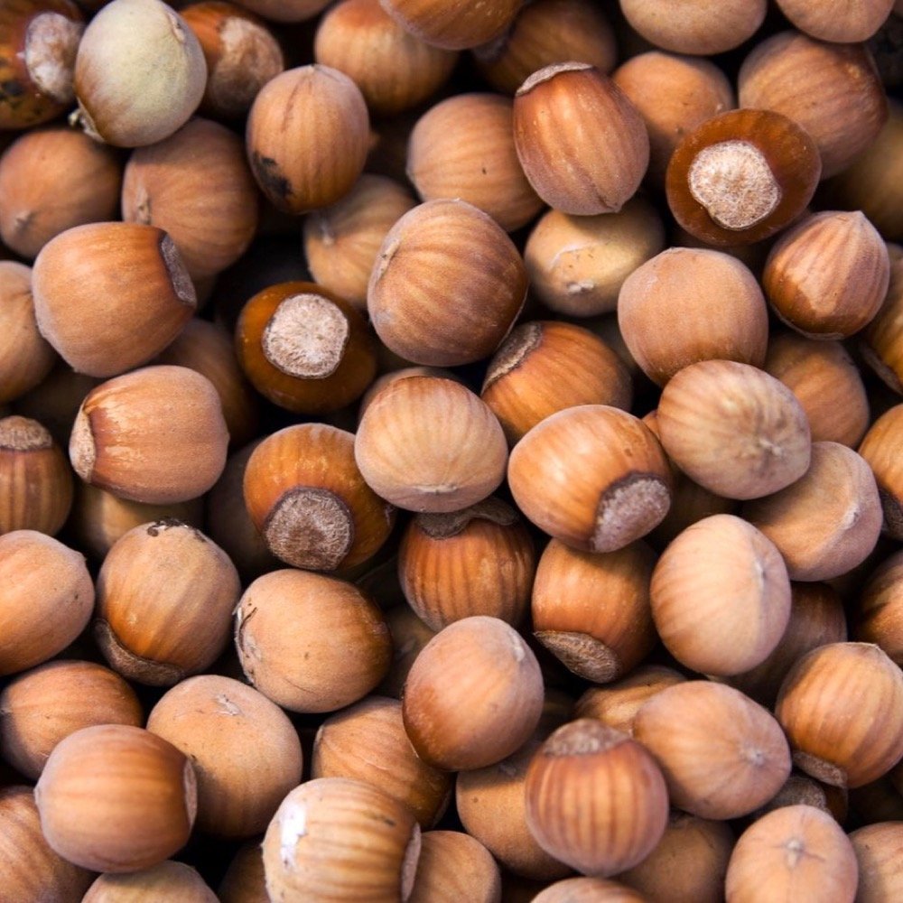Hazelnuts in their shells