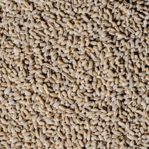 Pearl barley grains
